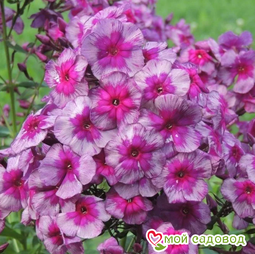 ФЛОКС МЕТЕЛЬЧАТЫЙ ДРАКОН