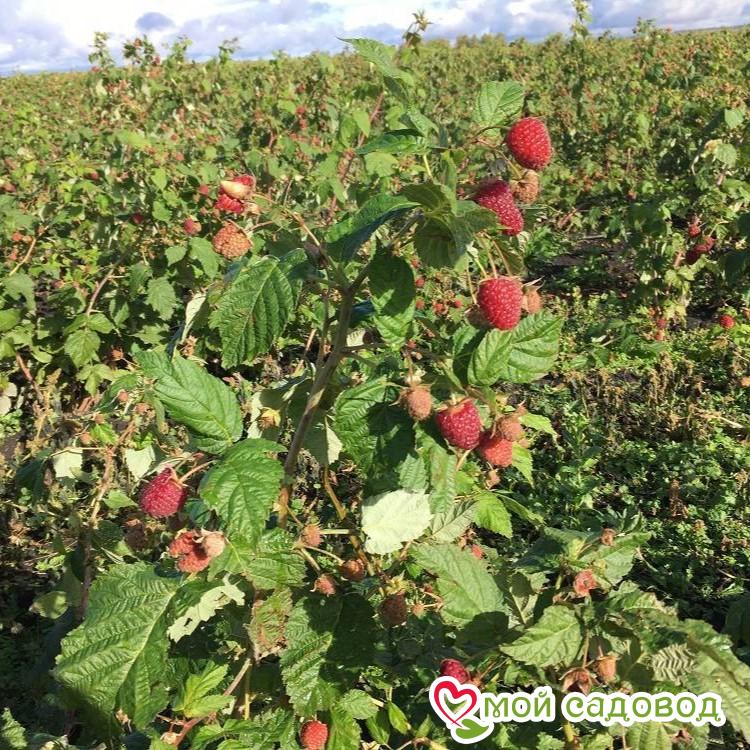 Малина ремонтантная Брусиловская