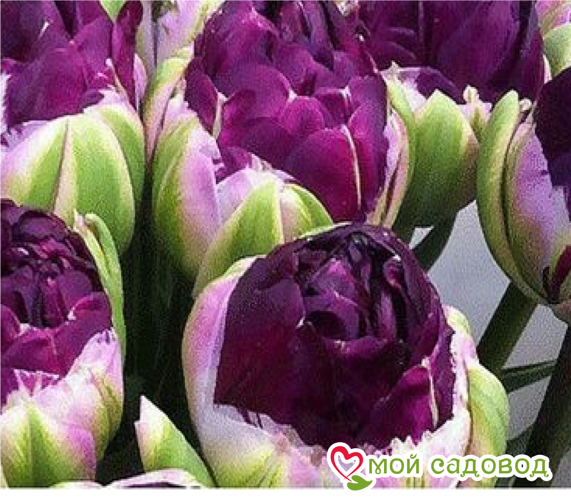 Тюльпан Анаконда