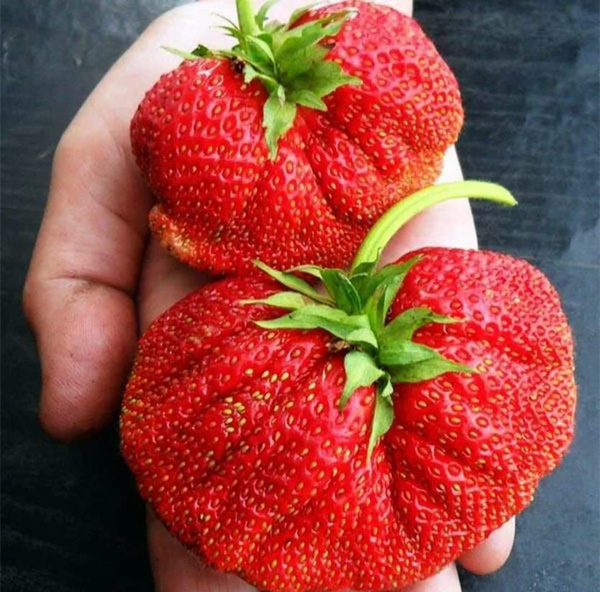 Саженцы клубники